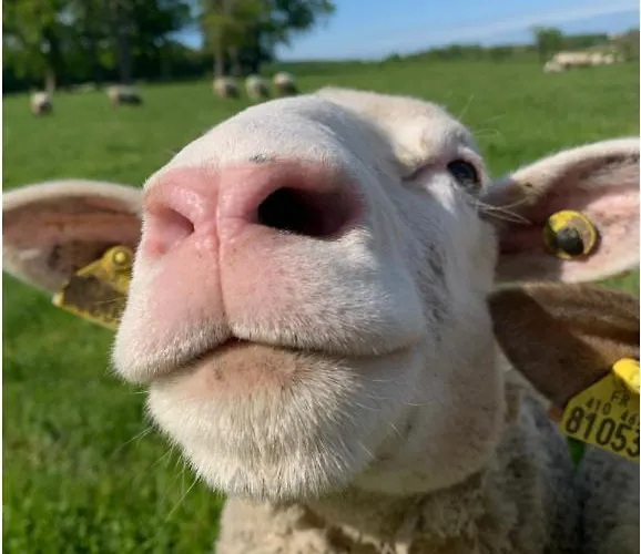 豪华帐篷 Le Grenier A Paille Rhodes